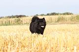 CHOW CHOW 032